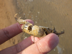 Macrophthalmus