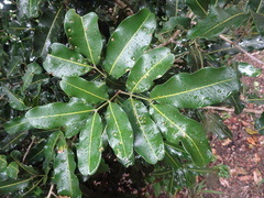 Neoarytera chartacea