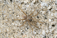 Aptostichus sinnombre