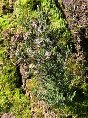 Ericeae