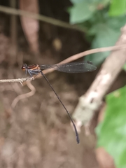 Prodasineura verticalis