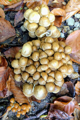 Psathyrella piluliformis