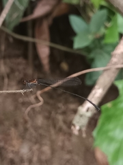 Prodasineura verticalis