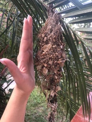Anthreptes malacensis