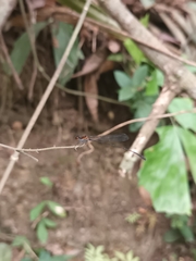 Prodasineura verticalis