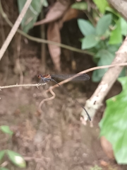 Prodasineura verticalis