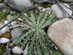 Carlina vulgaris