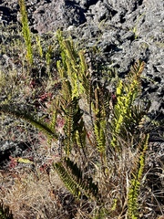 Polypodium pellucidum