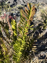 Polypodium pellucidum