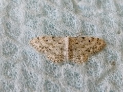 Idaea camparia