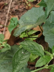 Heliocypha bisignata