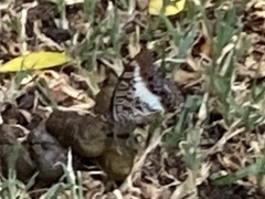 Charaxes brutus natalensis