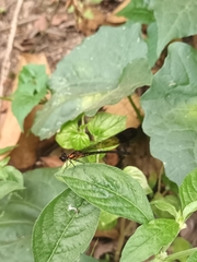 Heliocypha bisignata