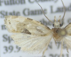 Aethes angustana