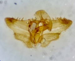 Aethes angustana