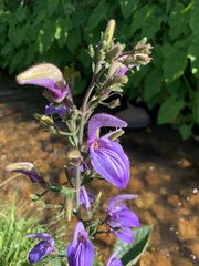 Brillantaisia owariensis