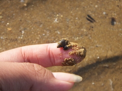 Punctacteon
