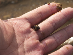 Punctacteon