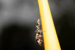 Pseudomyrmex gracilis