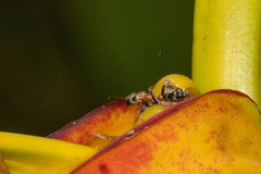 Pseudomyrmex gracilis