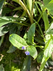 Omphalodes