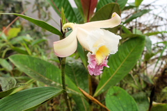 Sobralia ecuadorana