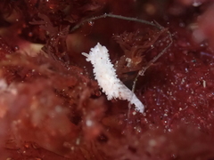 Aegires albopunctatus