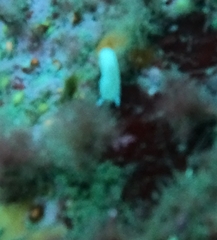 Cadlina laevis