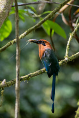 Electron platyrhynchum