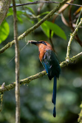 Electron platyrhynchum