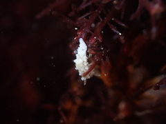 Aegires albopunctatus