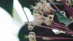 Clerodendrum quadriloculare