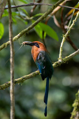 Electron platyrhynchum