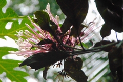 Clerodendrum quadriloculare