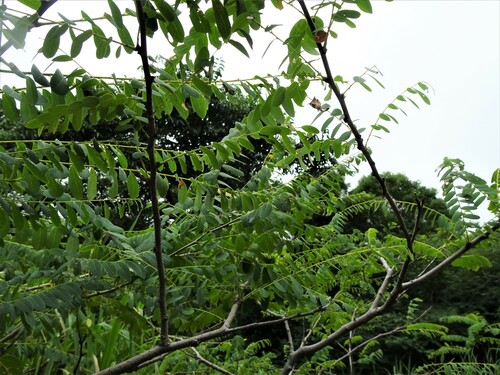 Phyllanthus deplanchei observed 2022-11-05
