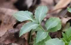 Sambucus canadensis