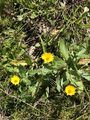 Calendula