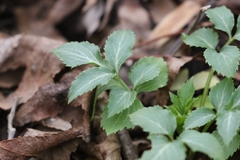 Sambucus canadensis