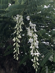 Gliricidia brenningii