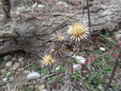 Carlina vulgaris