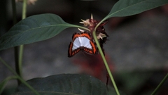 Nymphidium caricae