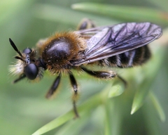 Choerades fuliginosa