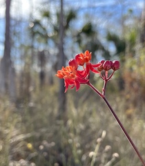 Asclepias lanceolata