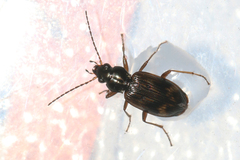 Bembidion dentellum