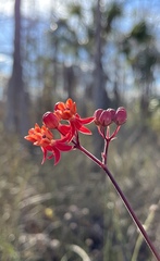 Asclepias lanceolata