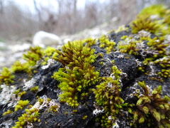 Orthotrichaceae