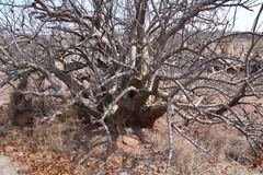 Sesamothamnus lugardii