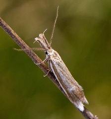 Pleurota
