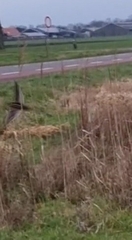 Lymnocryptes minimus