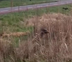 Lymnocryptes minimus